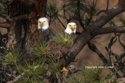 Bald-Eagle;Eagle;Haliaeetus-leucocephalus;Nest;aerie;avifauna;bird;birds;chick;c